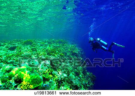 Blue, Fish, Green and Blue, Ocean, Diving Vacation, Sea, Green View Large Photo Image Stock Image - Blue, Fish, Green and Blue, Ocean, Diving Vacation, Sea, Green. Fotosearch