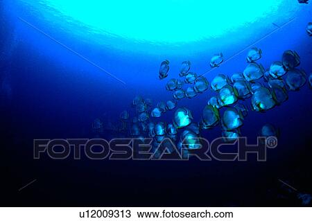 Blue, Ocean, Diving Vacation, Sea, Fish, A school of batfish View Large Photo Image Stock Image - Blue, Ocean, Diving Vacation, Sea, Fish, A school of batfish. Fotosearch