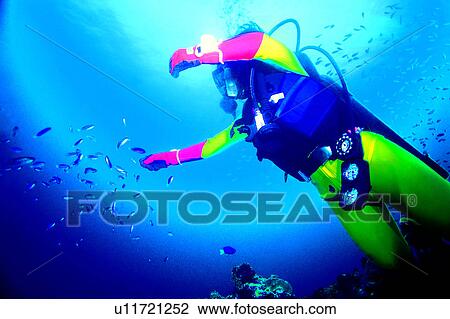 Blue, Ocean, Feeding, Male, Diving, People, Fish View Large Photo Image Stock Image - Blue, Ocean, Feeding, Male, Diving, People, Fish. Fotosearch