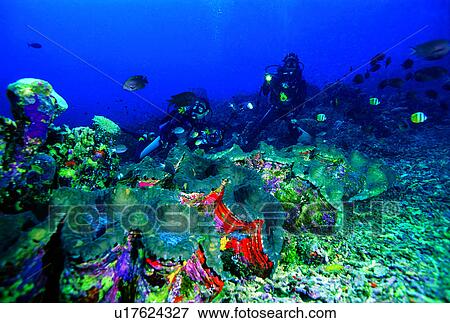 Stock Photo - Clams, Diving Vacation, People, Ocean, Diving, Sea, Fish. Fotosearch