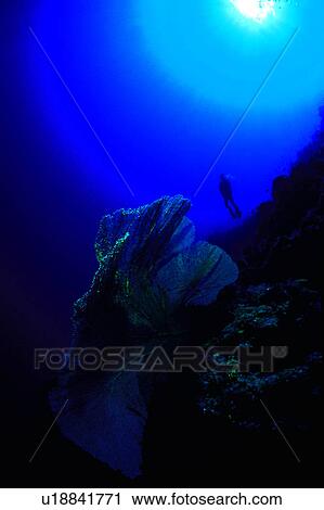 Coral, Fish, Diver and Coral reef, Diving, Ocean, People, Diving Vacation View Large Photo Image Stock Image - Coral, Fish, Diver and Coral reef, Diving, Ocean, People, Diving Vacation. Fotosearch