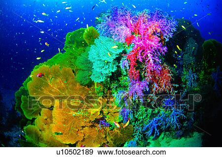 Stock Photo - Coral, Fish, Sea Fan, Blue, Sea Fan and Soft coral, Ocean, Sea. Fotosearch