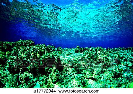 Coral reef, Nature landscape, Blue, Ocean, Shallow coral reef, Sea, Diving View Large Photo Image Picture - Coral reef, Nature landscape, Blue, Ocean, Shallow coral reef, Sea, Diving. Fotosearch