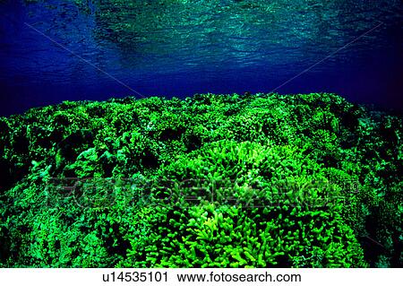 Coral reef, Nature landscape, Blue, Diving, Diving Vacation, Shallow coral reef, Ocean View Large Photo Image Stock Image - Coral reef, Nature landscape, Blue, Diving, Diving Vacation, Shallow coral reef, Ocean. Fotosearch