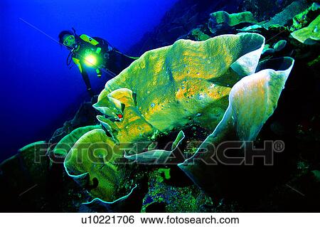 Stock Photograph - Diver and Cabbage coral, Diving Vacation, Sea, Diving, People, Coral, Fish. Fotosearch