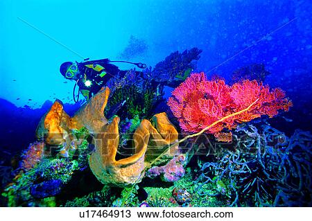 Diver and coral, Ocean, People, Blue, Diving, Sea, Diving Vacation View Large Photo Image Stock Image - Diver and coral, Ocean, People, Blue, Diving, Sea, Diving Vacation. Fotosearch