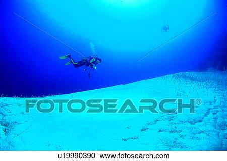 Diver and Gardeneel, Diving Vacation, Sea, Nature landscape, Diving, Blue, People View Large Photo Image Stock Image - Diver and Gardeneel, Diving Vacation, Sea, Nature landscape, Diving, Blue, People. Fotosearch