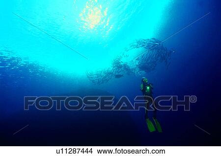Picture - Diver and school of Jack fish, Ocean, Nature landscape, People, Diving Vacation, Sea, Walking in the water. Fotosearch