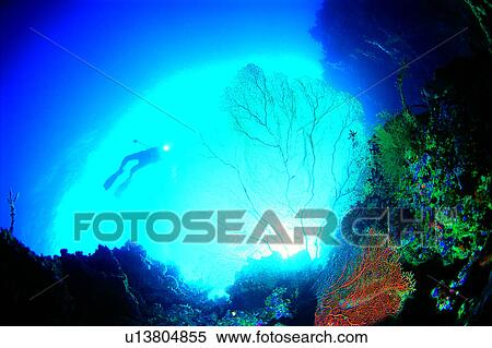 Diver and Sea Fan, Diving Vacation, Ocean, Sea, Diving, Sea Fan, Blue View Large Photo Image Stock Photography - Diver and Sea Fan, Diving Vacation, Ocean, Sea, Diving, Sea Fan, Blue. Fotosearch