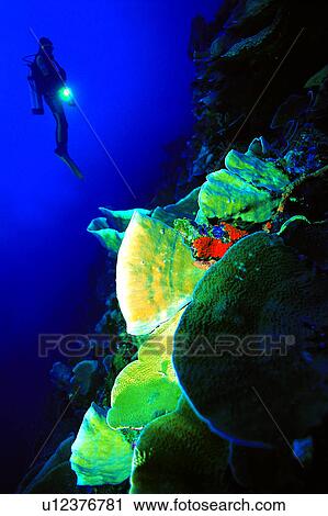 Diving, Coral, Diving Vacation, People, Diver and Coral reef, Fish, Blue View Large Photo Image Stock Image - Diving, Coral, Diving Vacation, People, Diver and Coral reef, Fish, Blue. Fotosearch