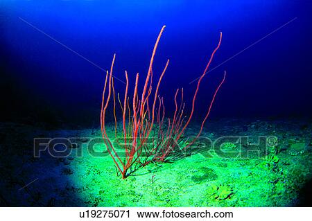 Diving, Diving Vacation, Fish, Sea Whips, Blue, Ocean, Sea View Large Photo Image Stock Image - Diving, Diving Vacation, Fish, Sea Whips, Blue, Ocean, Sea. Fotosearch