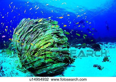 Diving, Fish, Diving Vacation, Sea, Ocean, Sea Fan and Anthias, Anthias View Large Photo Image Stock Image - Diving, Fish, Diving Vacation, Sea, Ocean, Sea Fan and Anthias, Anthias. Fotosearch