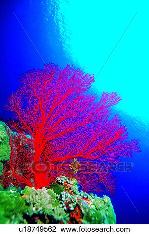 Stock Image - Diving, Fish, Sea, Diving Vacation, Sea Fan, Ocean, Blue. Fotosearch