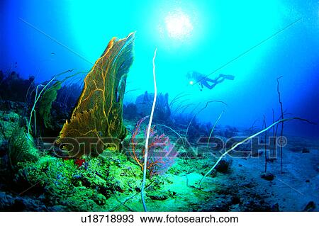 Stock Image - Diving, People, Diver and Sea Fan, Sea Fan, Blue, Diving Vacation, Sea. Fotosearch