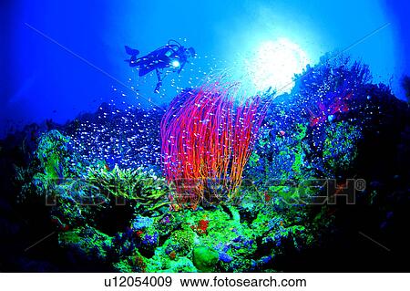 Diving, People, Diver and Whip Coral, Ocean, Diving Vacation, Sea, Fish View Large Photo Image Stock Photo - Diving, People, Diver and Whip Coral, Ocean, Diving Vacation, Sea, Fish. Fotosearch