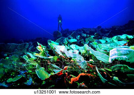 Diving, People, Fish, Ocean, Diver and Cabbage coral, Diving Vacation, Blue View Large Photo Image Stock Image - Diving, People, Fish, Ocean, Diver and Cabbage coral, Diving Vacation, Blue. Fotosearch