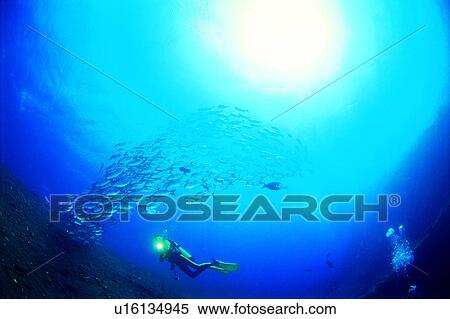 Diving, Sea, Nature landscape, Diving Vacation, Ocean, Walking in the water, Diver and school of Jack fish View Large Photo Image Stock Photography - Diving, Sea, Nature landscape, Diving Vacation, Ocean, Walking in the water, Diver and school of Jack fish. Fotosearch