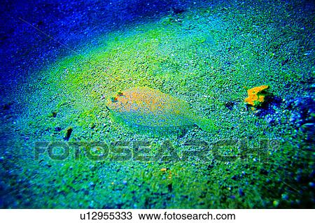 Diving Vacation, Blue, Fish, Flounder on the sand, Sea, Ocean View Large Photo Image Stock Image - Diving Vacation, Blue, Fish, Flounder on the sand, Sea, Ocean. Fotosearch