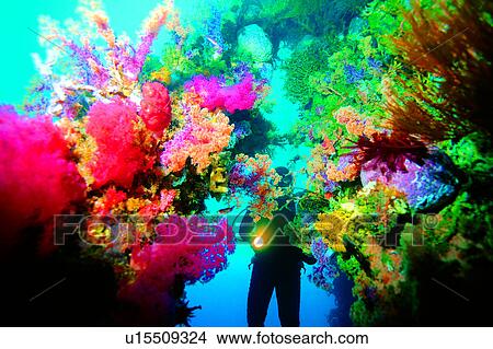 Diving Vacation, Diver and Colorful Coral, Fish, Sea, People, Diving, Ocean View Large Photo Image Picture - Diving Vacation, Diver and Colorful Coral, Fish, Sea, People, Diving, Ocean. Fotosearch