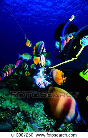 Diving Vacation, Feeding, Diving, People, Sea, Fish, Male View Large Photo Image Stock Image - Diving Vacation, Feeding, Diving, People, Sea, Fish, Male. Fotosearch