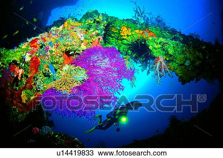 Stock Image - , Diving Vacation, Fish, Coral, Diver and Colorful Coral, People, Blue. Fotosearch