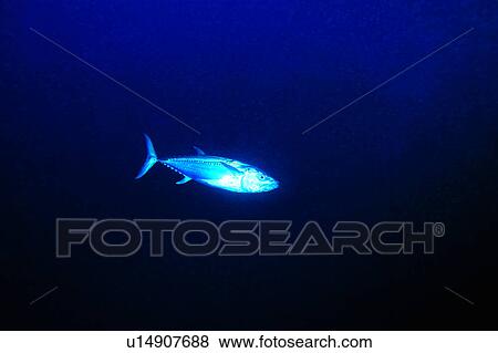 Dogtooth Tuna, Ocean, Blue, Fish, Sea, Diving Vacation View Large Photo Image Stock Photo - Dogtooth Tuna, Ocean, Blue, Fish, Sea, Diving Vacation. Fotosearch