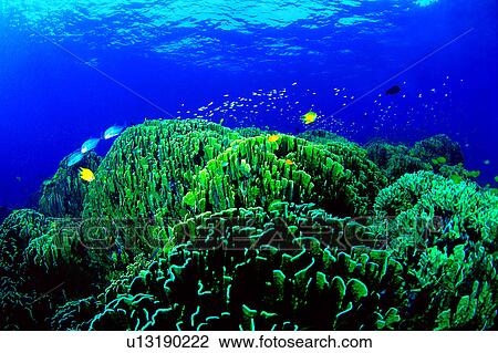 Fish, Coral, Sea, Turtle, Blue, Ocean, Sea Turtle View Large Photo Image Stock Image - Fish, Coral, Sea, Turtle, Blue, Ocean, Sea Turtle. Fotosearch