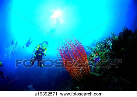 Stock Image - Fish, Diver and Whip Coral, Diving, Sea, People, Diving Vacation, Ocean. Fotosearch