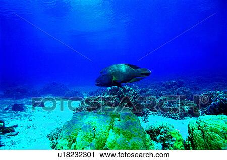 Stock Image - Fish, Diving Vacation, Blue, Sea, Maori Wrasse, Ocean. Fotosearch