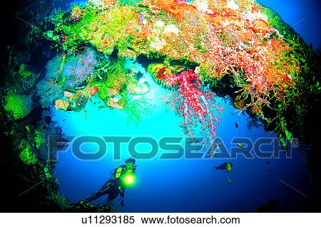 , Fish, Diving Vacation, Diving, Blue, Sea, People View Large Photo Image Stock Photography - , Fish, Diving Vacation, Diving, Blue, Sea, People. Fotosearch