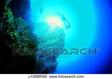 Stock Image - Fish, Ocean, People, Diving Vacation, Diving, Sea, Sea Fan. Fotosearch
