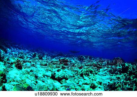 Nature landscape, Shallow coral reef, Diving Vacation, Sea, Blue, Diving, Coral reef View Large Photo Image Stock Image - Nature landscape, Shallow coral reef, Diving Vacation, Sea, Blue, Diving, Coral reef. Fotosearch