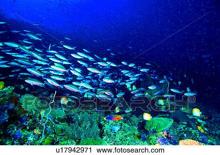 Ocean, A school of Fusilier, Sea, Fish, Diving Vacation, Blue View Large Photo Image Stock Image - Ocean, A school of Fusilier, Sea, Fish, Diving Vacation, Blue. Fotosearch