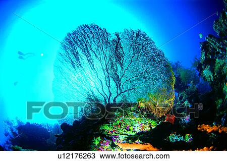 Stock Image - Ocean, Blue, Diver and Sea Fan, Sea Fan, Diving Vacation, Sea, Fish. Fotosearch