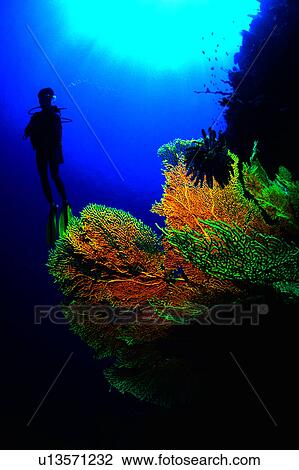 Ocean, Diver and Coral reef, Blue, Diving Vacation, Sea, Fish, Diving View Large Photo Image Stock Image - Ocean, Diver and Coral reef, Blue, Diving Vacation, Sea, Fish, Diving. Fotosearch