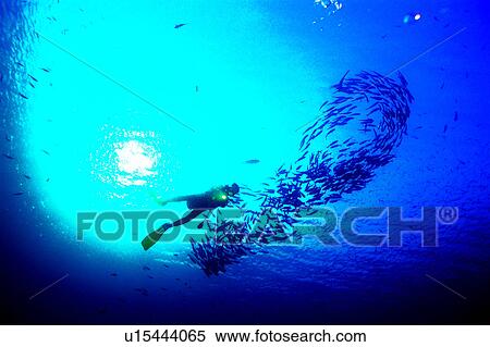 Ocean, Diver and school of Jack fish, Walking in the water, Sea, People, Nature landscape, Diving Vacation View Large Photo Image Stock Photography - Ocean, Diver and school of Jack fish, Walking in the water, Sea, People, Nature landscape, Diving Vacation. Fotosearch