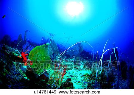 Ocean, Diving, Sea, Diving Vacation, Blue, Fish, Sea Fan and Whips View Large Photo Image Stock Photo - Ocean, Diving, Sea, Diving Vacation, Blue, Fish, Sea Fan and Whips. Fotosearch