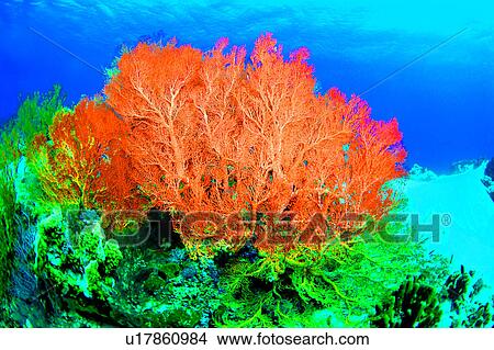 Ocean, Diving, Sea Fan, Blue, Sea, Diving Vacation, Fish View Large Photo Image Picture - Ocean, Diving, Sea Fan, Blue, Sea, Diving Vacation, Fish. Fotosearch