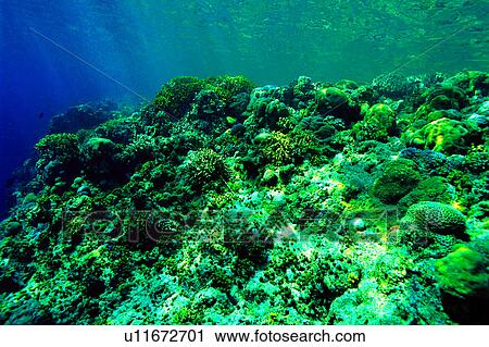 Stock Image - Ocean, Diving Vacation, Coral reef, Sea, Diving, Nature landscape, Blue. Fotosearch