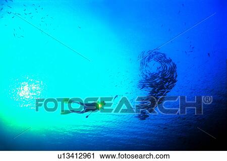 Ocean, Diving Vacation, Walking in the water, Sea, Blue, Diver and school of Jack fish, People View Large Photo Image Stock Image - Ocean, Diving Vacation, Walking in the water, Sea, Blue, Diver and school of Jack fish, People. Fotosearch