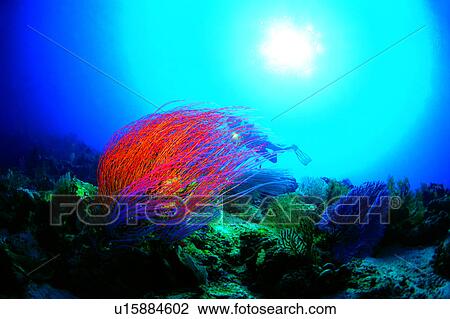 Ocean, Sea, Blue, Diver and Whip Coral, Coral, Fish, Diving Vacation View Large Photo Image Stock Image - Ocean, Sea, Blue, Diver and Whip Coral, Coral, Fish, Diving Vacation. Fotosearch
