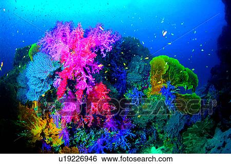 Ocean, Sea Fan, Coral, Blue, Diving Vacation, Sea, Fish View Large Photo Image Stock Photograph - Ocean, Sea Fan, Coral, Blue, Diving Vacation, Sea, Fish. Fotosearch