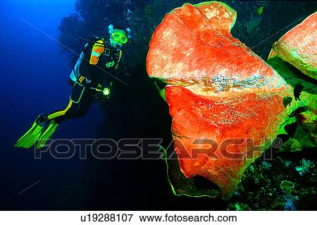People, Diving, Diver and Barrel Sponge, Fish, Diving Vacation, Ocean, Blue View Large Photo Image Stock Photo - People, Diving, Diver and Barrel Sponge, Fish, Diving Vacation, Ocean, Blue. Fotosearch