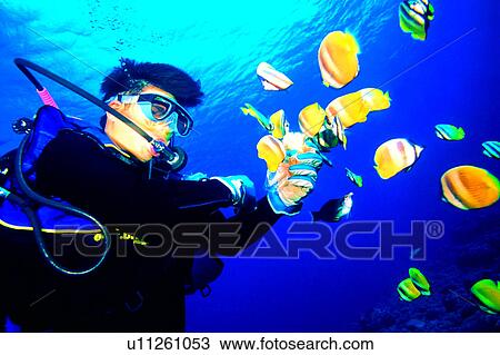 Stock Image - People, Diving, Male, Blue, Sea, Fish, Ocean. Fotosearch