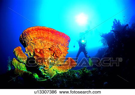 People, Diving, Sponge, Ocean, Diver and Barrel Sponge, Sea, Fish View Large Photo Image Stock Photograph - People, Diving, Sponge, Ocean, Diver and Barrel Sponge, Sea, Fish. Fotosearch