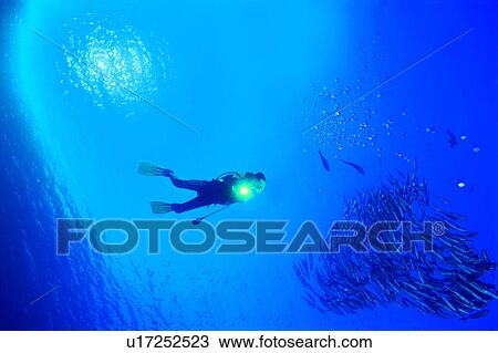 Stock Image - Sea, Diver and school of Jack fish, People, Nature landscape, Walking in the water, Diving, Diving Vacation. Fotosearch