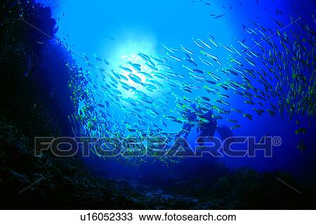 Stock Image - Sea, Diving Vacation, Blue, Ocean, Fish, Divers and school of fish, Diving. Fotosearch