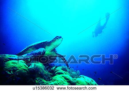 Stock Image - Sea, Diving Vacation, Ocean, Fish, Sea Turtle and Diver, People, Diving. Fotosearch