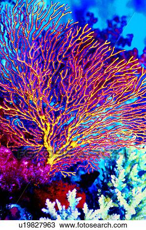 Sea Fan, Diving Vacation, Fish, Sea, Ocean, Diving, Blue View Large Photo Image Stock Image - Sea Fan, Diving Vacation, Fish, Sea, Ocean, Diving, Blue. Fotosearch