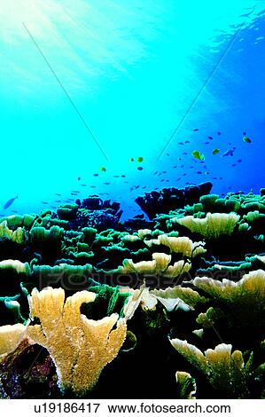 Sea, Ocean, Blue, Fish, Diving Vacation, Cabbage coral, Coral View Large Photo Image Stock Photo - Sea, Ocean, Blue, Fish, Diving Vacation, Cabbage coral, Coral. Fotosearch
